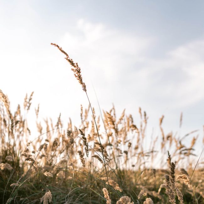 Contentpakket Manon Galama Photography - Duinen-01