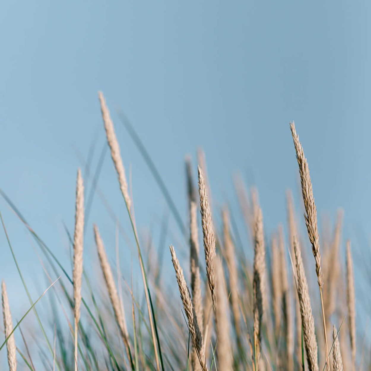 Contentpakket Manon Galama Photography - Duinen-07